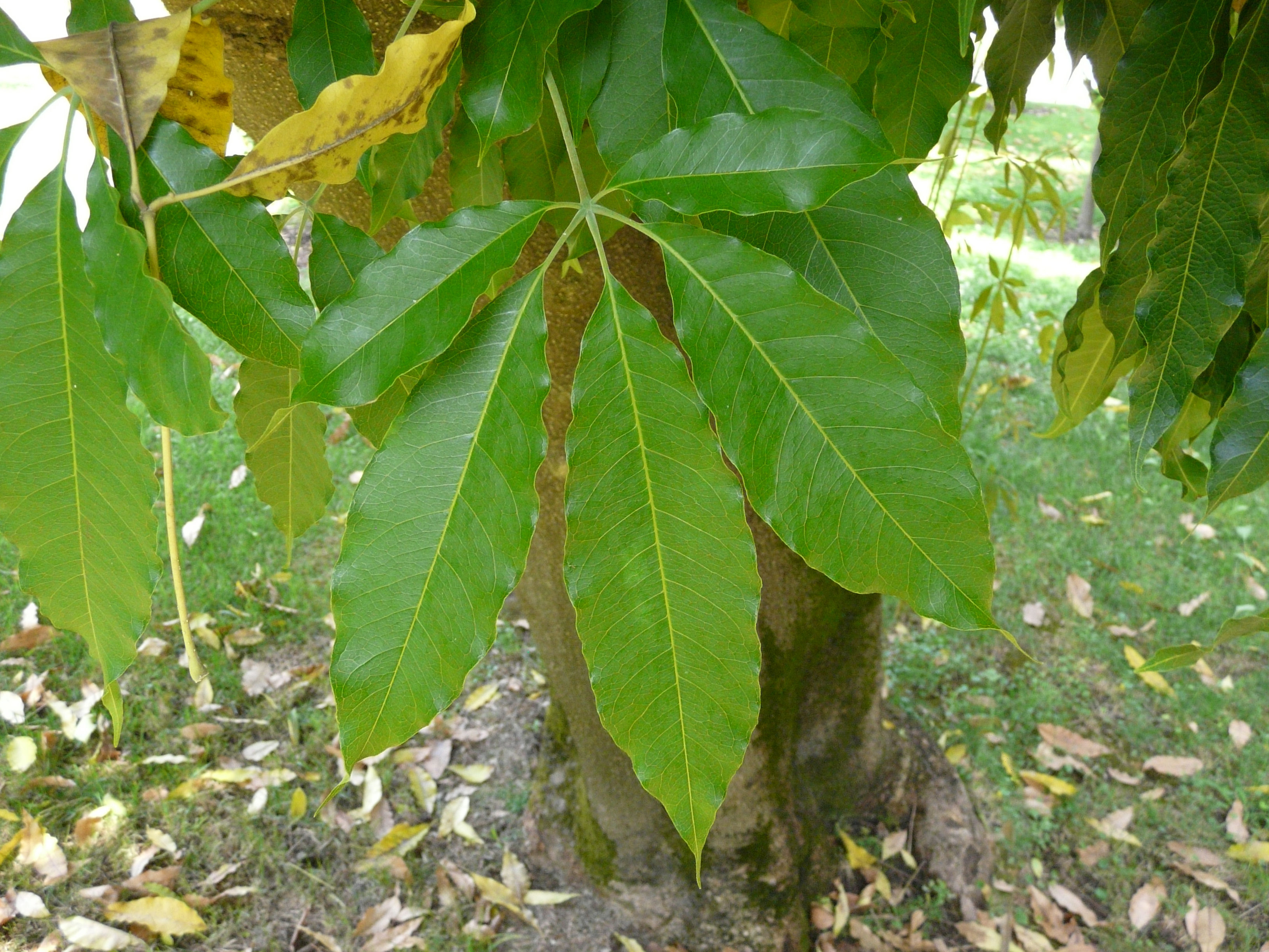 cochitzapoti,Mexican apple